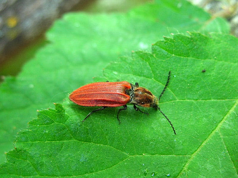 Elateridae: Anostirus sp.